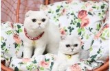 抖音直播精彩集锦：最佳短视频分享与创作技巧
