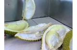 榴莲抖阴：探秘榴莲的特有魅力与健康价值