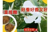 畅享抖阴野花视频，感受自然之美与宁静时光