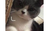 抖阴快猫苹果版内测版免费下载，享受最新功能！