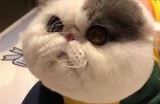 揭秘抖音猫咪快猫：可爱宠物视频的流行方向与秘诀