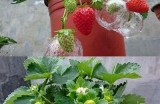 探索芭蕉草莓的魅力：抖阴视频一览，精彩不断！