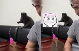 快猫与抖阴的彻底对比：哪款更适合你？