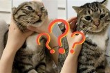 快猫抖阴是什么？完整解析其功能与使用技巧