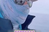 海边小鸟的可爱日常：抖阴视频动画大赏