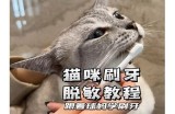 猫咪破解换抖阴：轻松掌握猫咪的搞笑与魅力秘技