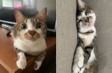 揭秘猫咪抖阴快手：可爱猫咪的搞笑短视频合集