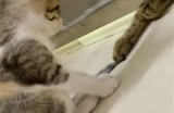 快速了解抖阴猫咪的趣味生活与养护技巧
