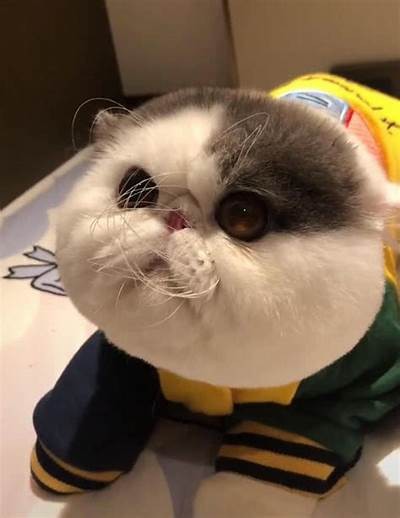 揭秘抖音猫咪快猫：可爱宠物视频的流行动向与秘诀