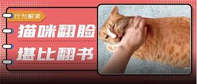快猫抖阴：如何安全、有效地使用这类软件