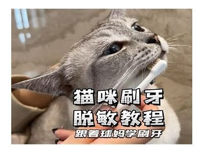 猫咪破解换抖阴：轻松掌握猫咪的搞笑与魅力秘技